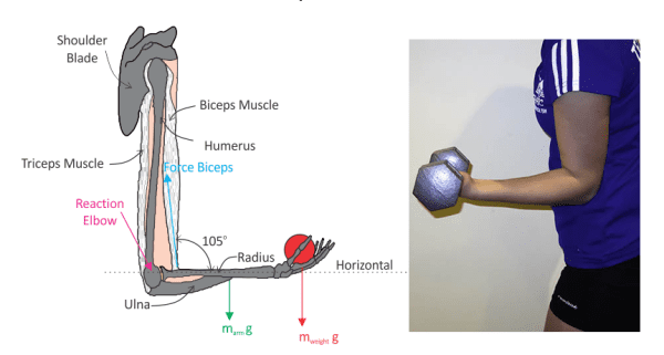 Elbow diagram with another pic beside showing a person's elbow holding a dumbbell at a 90 degree angle.