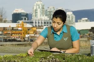 A woman examines plants at the Green Roof Research Facility
