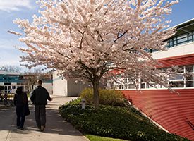 Large image of a pink cherry blossom tree and two people walking beside it on the sidewalk..