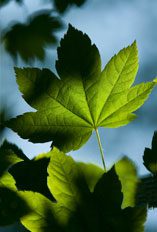 Image of green maple leaves.