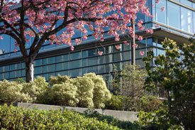 Photo of tree with pink cherry blossoms and green shrubs and bushes outside of building.