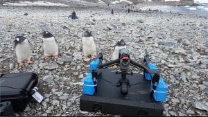 penguins looking at drone on the ground