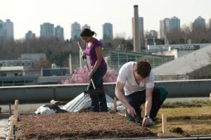 Two students working on the green roof at BCIT