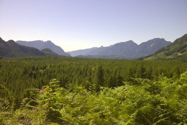 view of forest and mountain