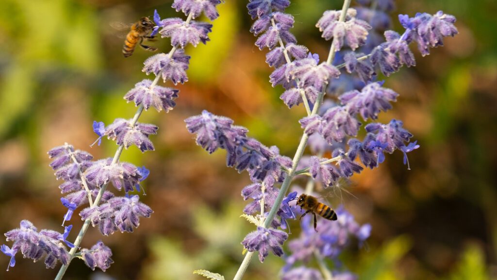 A bee feeds on sage as part of the BeeCIT pollinator program