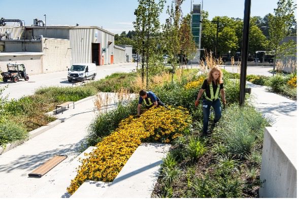 Two facilities employees working on planting greenery near a main walkway on the BCIT campus