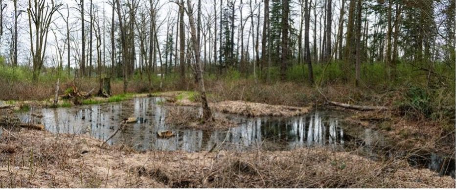 Image of the now filled wetland. Bare trees with an accumulation of water at the roots.