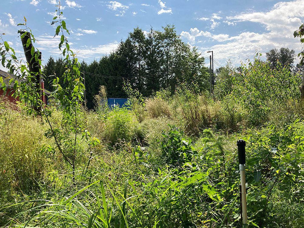 Lot O foliage