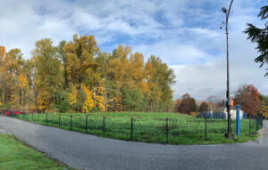 Ecological restoration of parking lot O 6 months after planting.