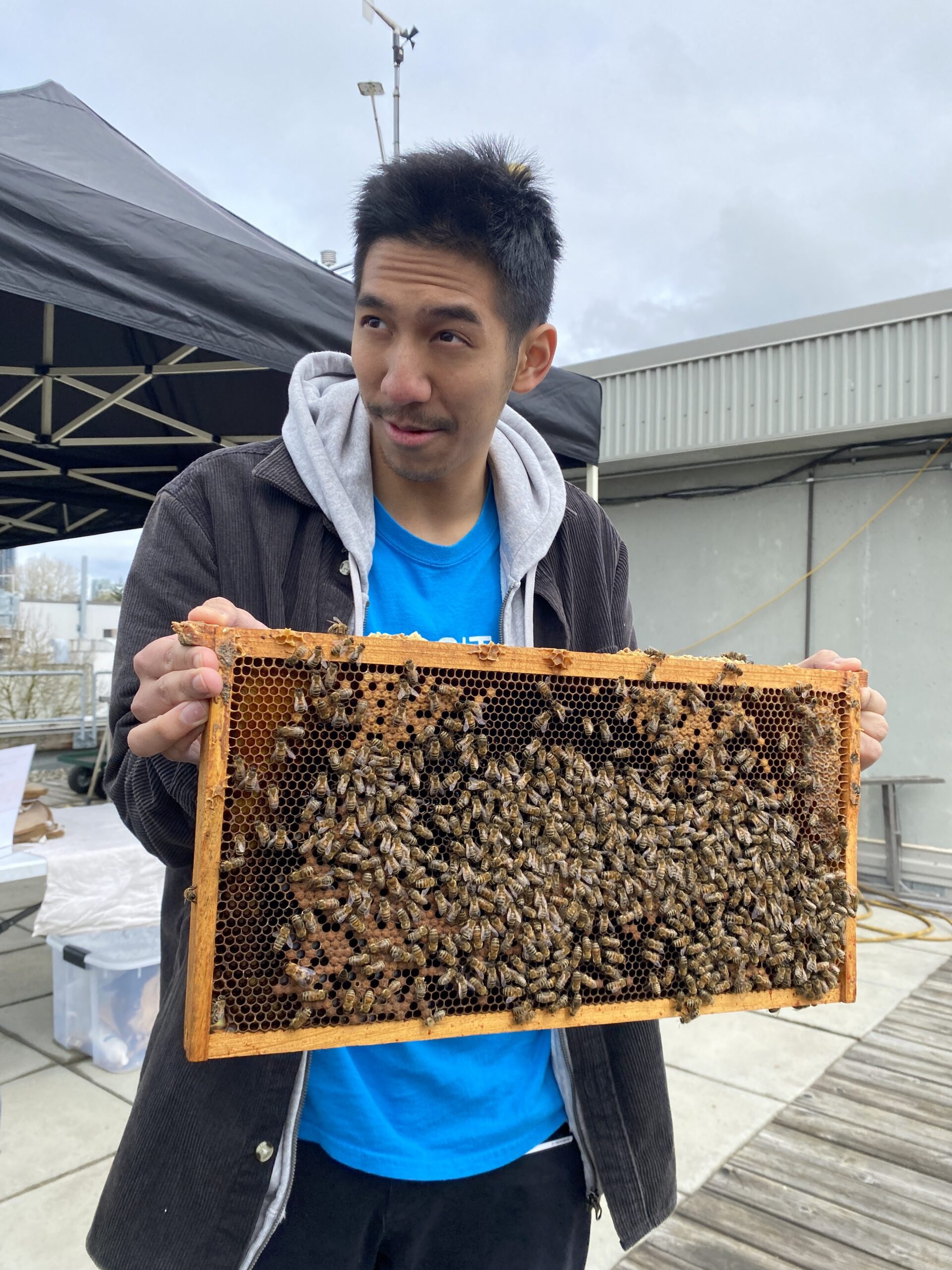 Student holding part of a bee hive with bees on it.