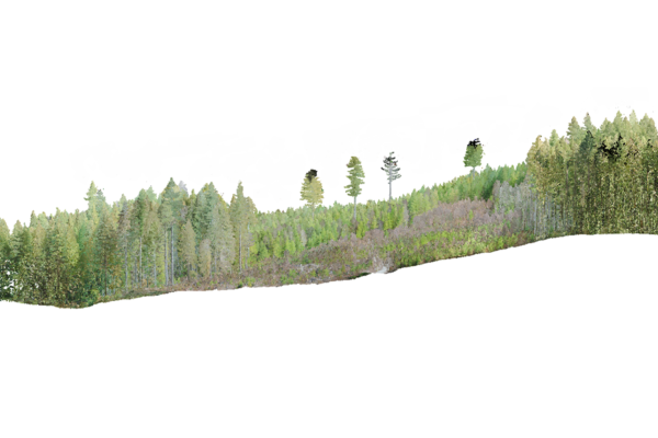 row of trees on white background