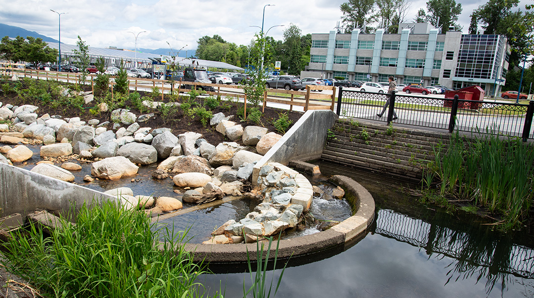 Daylighted section of Guichon Creek